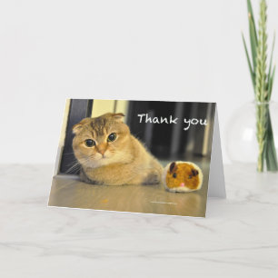 Scottish Fold Noodles Thank you Card Dankeskarte