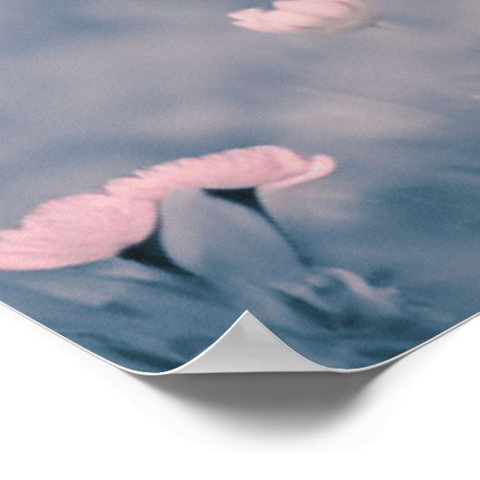 Scottish Highland Calf Baby Cow Pink Tint Print Poster (Ecke)