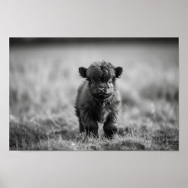 Scottish Highland Calf Baby Cow Poster