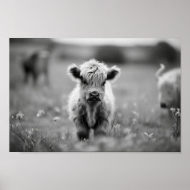 Scottish Highland Calf Baby Cow Poster