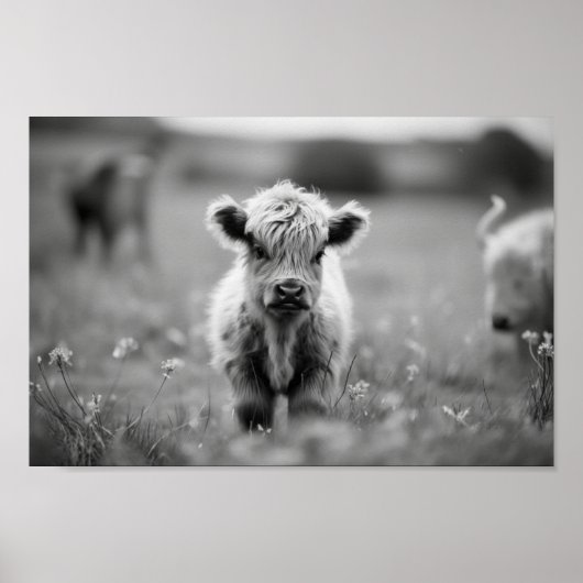 Scottish Highland Calf Baby Cow Poster (Vorne)
