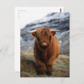 Scottish Highland Calf Foto Postcard Postkarte (Vorne/Hinten)