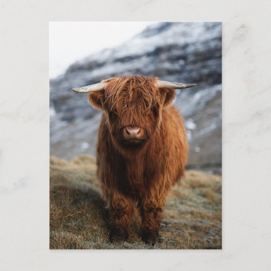 Scottish Highland Calf Foto Postcard Postkarte (Vorderseite)