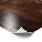 Scottish Highland Cattle ~ Foto (Ecke)