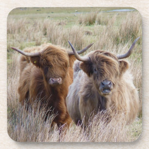 Scottish Highland Cattle Getränkeuntersetzer