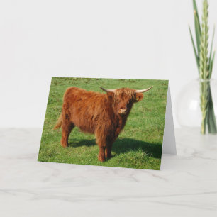 Scottish Highland Cattle Greeting Card Karte