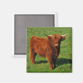 Scottish Highland Cattle Magnet (Vorderseite/Rückseite)