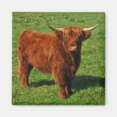 Scottish Highland Cattle Magnet (Vorne)
