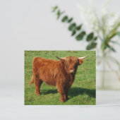 Scottish Highland Cattle Postcard Postkarte (Stehend Vorderseite)