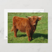 Scottish Highland Cattle Postcard Postkarte (Vorne/Hinten)