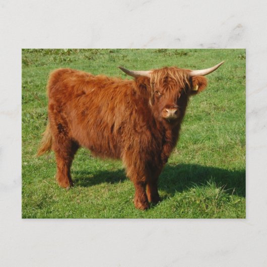 Scottish Highland Cattle Postcard Postkarte (Vorderseite)