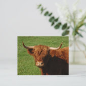 Scottish Highland Cattle Postcard Postkarte (Stehend Vorderseite)