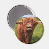 Scottish Highland Cattle - Scotland Magnet (Vorderseite/Rückseite)