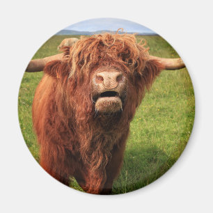 Scottish Highland Cattle - Scotland Magnet