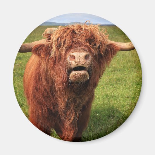 Scottish Highland Cattle - Scotland Magnet (Vorne)