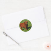 Scottish Highland Cattle Stickers (Umschlag)