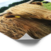 Scottish Highland Cow Art Foto Print Poster (Ecke)