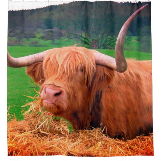 Scottish Highland Cow Duschvorhang (Vorderseite)