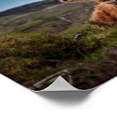 Scottish Highland Cow in Pasteur Poster Print (Ecke)