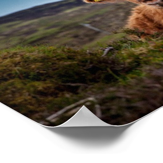 Scottish Highland Cow in Pasteur Poster Print (Ecke)