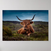 Scottish Highland Cow in Pasteur Poster Print (Vorne)