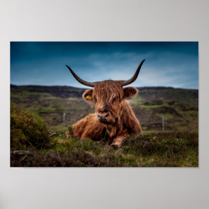 Scottish Highland Cow in Pasture Poster Print