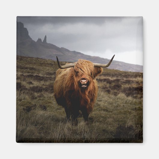 Scottish Highland Cow Kühlschrankmagnet (Vorne)