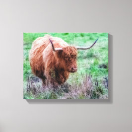 Scottish Highland Cow Leinwand