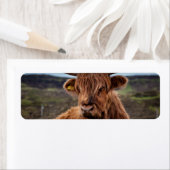 Scottish Highland Cow Longhorn Bull Rancher (Insitu)