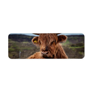 Scottish Highland Cow Longhorn Bull Rancher