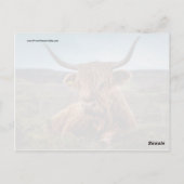 Scottish Highland Cow Longhorn Bull Rancher Postkarte (Rückseite)