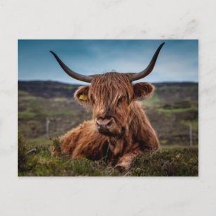 Scottish Highland Cow Longhorn Bull Rancher Postkarte