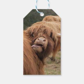 Scottish Highland cow photograph Geschenkanhänger