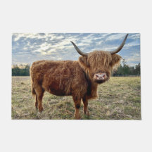 Scottish Highland Cow Portrait Farmhouse
