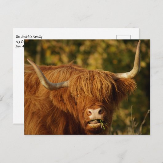 Scottish Highland Cow Postcard Postkarte (Vorne/Hinten)