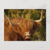 Scottish Highland Cow Postcard Postkarte (Vorderseite)