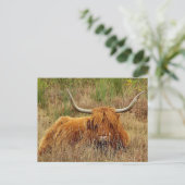 Scottish Highland Cow Postcard Postkarte (Stehend Vorderseite)