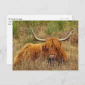 Scottish Highland Cow Postcard Postkarte (Vorne/Hinten)