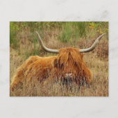 Scottish Highland Cow Postcard Postkarte (Vorderseite)