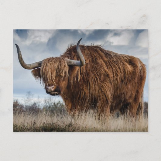 Scottish Highland Cow Postcard Postkarte (Vorderseite)