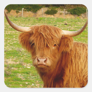 Scottish Highland Cow Quadratischer Aufkleber