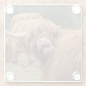 Scottish Highland Kuh Foto  Glasuntersetzer (Rückseite)