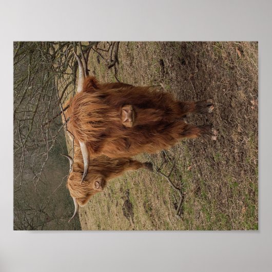 Scottish Highland Kuh Fotoposter Poster (Vorne)
