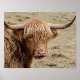 Scottish Highland Kuh Fotoposter Poster