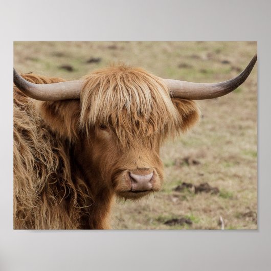 Scottish Highland Kuh Fotoposter Poster (Vorne)