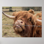 Scottish Highland Kuh Fotoposter Poster (Vorne)