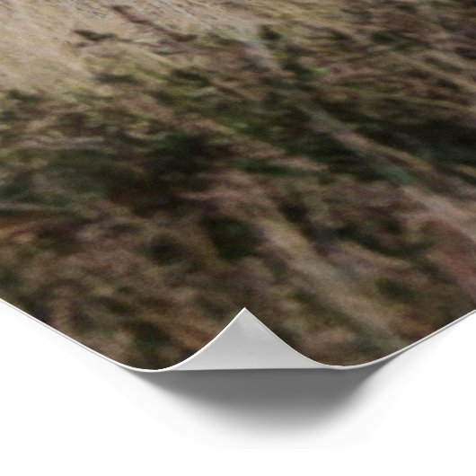 Scottish Highland Longhair Poster (Ecke)