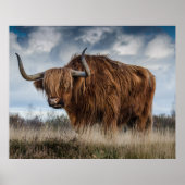 Scottish Highland Longhair Poster (Vorne)
