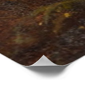 Scottish Highland Sheep Poster (Ecke)