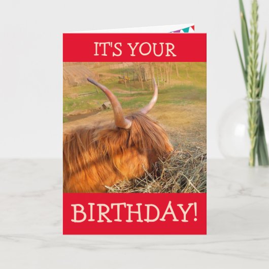Scottish Highland Steer Pig Out Birthday Karte (Vorderseite)
